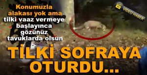 TİLKİ SOFRAYA OTURDU…