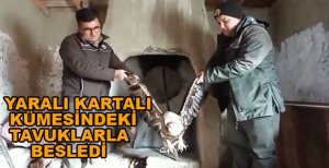 YARALI BULDUĞU KARTALI TAVUKLA BESLEDİ