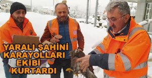 YARALI ŞAHİNİ KARAYOLLARI EKİBİ KURTARDI