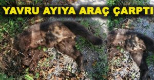 YAVRU AYIYA ARAÇ ÇARPTI