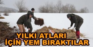 YILKI ATLARINA YEM BIRAKILDI