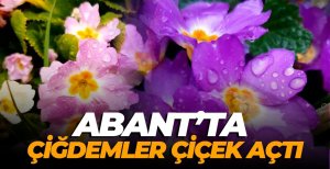 ABANT’TA ÇİĞDEMLER ÇİÇEK AÇTI