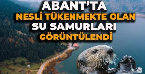 ABANT’TA NESLİ TÜKENMEKTE OLAN SU SAMURLARI GÖRÜNTÜLENDİ