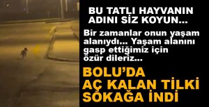 AÇ KALAN TİLKİ YİNE ORTAYA ÇIKTI