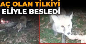 AÇ OLAN TİLKİYİ ELİYLE BESLEDİ