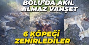 AKIL ALMAZ VAHŞET....