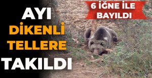 AYI DİKENLİ TELLERE TAKILDI... 6 İĞNE İLE BAYILDI