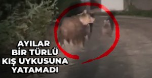 AYILAR BİR TÜRLÜ KIŞ UYKUSUNA YATAMADI