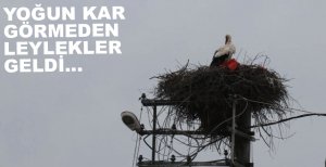 BAHARIN MÜJDECİSİ LEYLEKLER GELDİ...