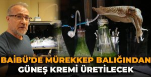BAİBÜ'DE MÜREKKEP BALIĞINDAN GÜNEŞ KREMİ ÜRETİLECEK
