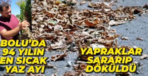 BOLU SON 94 YILIN EN SICAK GÜNLERİNİ YAŞIYOR, YAPRAKLAR KURUDU...
