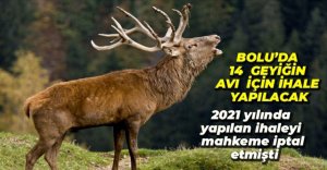 BOLU'DA 14 KIZIL GEYİK PARAYLA AVLANACAK...