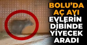 BOLU'DA AÇ KALAN AYI KÖYE İNDİ...