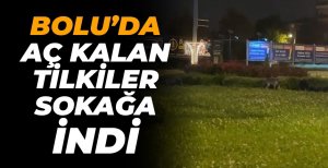 BOLU'DA AÇ KALAN TİLKİLER SOKAĞA İNDİ...