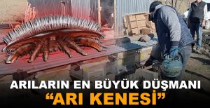 BOLU'DA ARILARIN EN BÜYÜK DÜŞMANI “ARI KENESİ”
