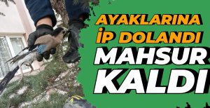 BOLU'DA AYAKLARINA İP DOLANAN KUŞ AĞAÇTA MAHSUR KALDI...