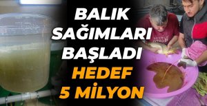 BOLU'DA BALIK SAĞIMLARI BAŞLADI... HEDEF 5 MİLYON