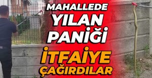 BOLU'DA O MAHALLEDE YILAN PANİĞİ