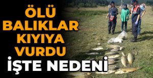 BOLU'DA O YAYLADA ÖLÜ BALIKLAR KIYIYA VURDU... İŞTE ÖLÜMLERİN NEDENİ...