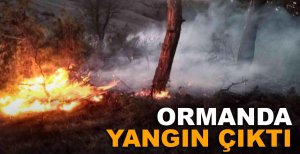 BOLU'DA ORMANDA YANGIN ÇIKTI