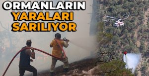 BOLU'DA ORMANLARIN YARALARI SARILIYOR...