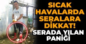 BOLU'DA SERAYA GİREN YILAN PANİK YARATTI