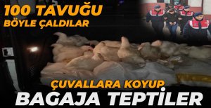 BOLU'DA TAVUKLARI İŞTE BÖYLE ÇALDILAR...
