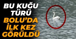 BU KUĞU TÜRÜ BOLU'DA İLK KEZ GÖRÜLDÜ