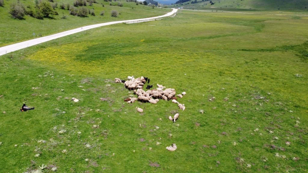 40 YILDIR ÇOBANLIK YAPIYOR...