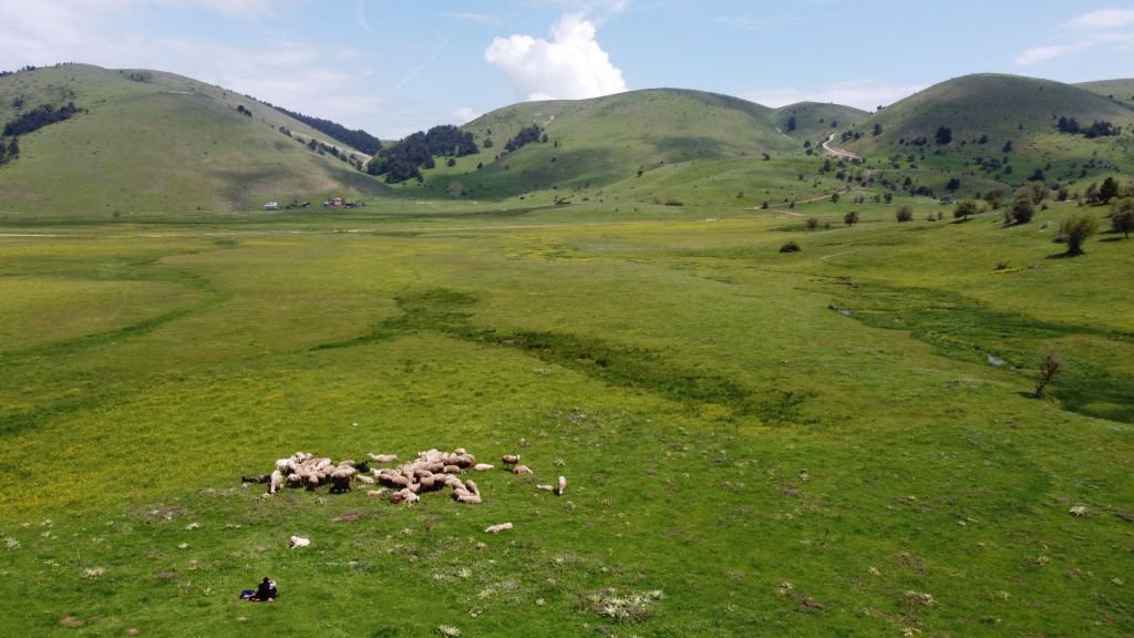 40 YILDIR ÇOBANLIK YAPIYOR...