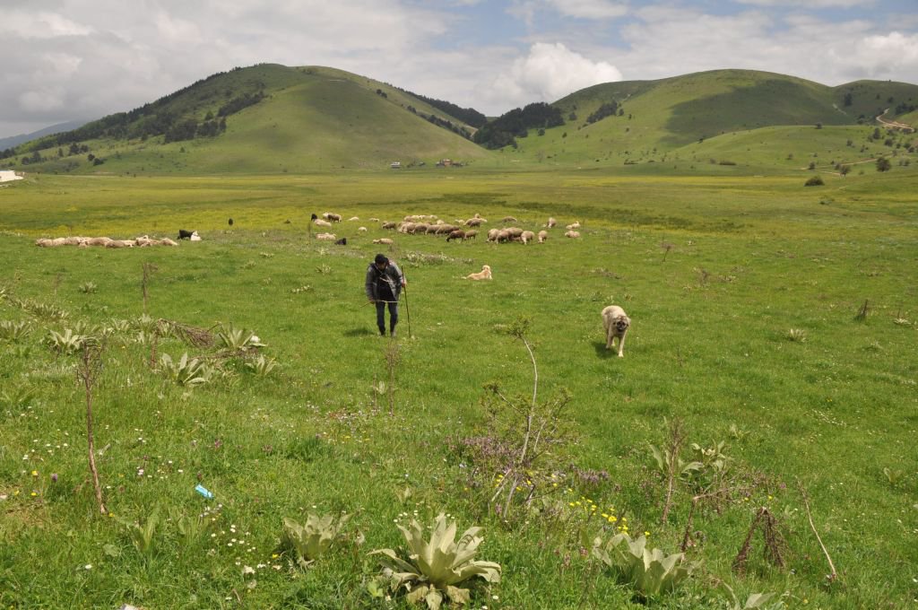 40 YILDIR ÇOBANLIK YAPIYOR...