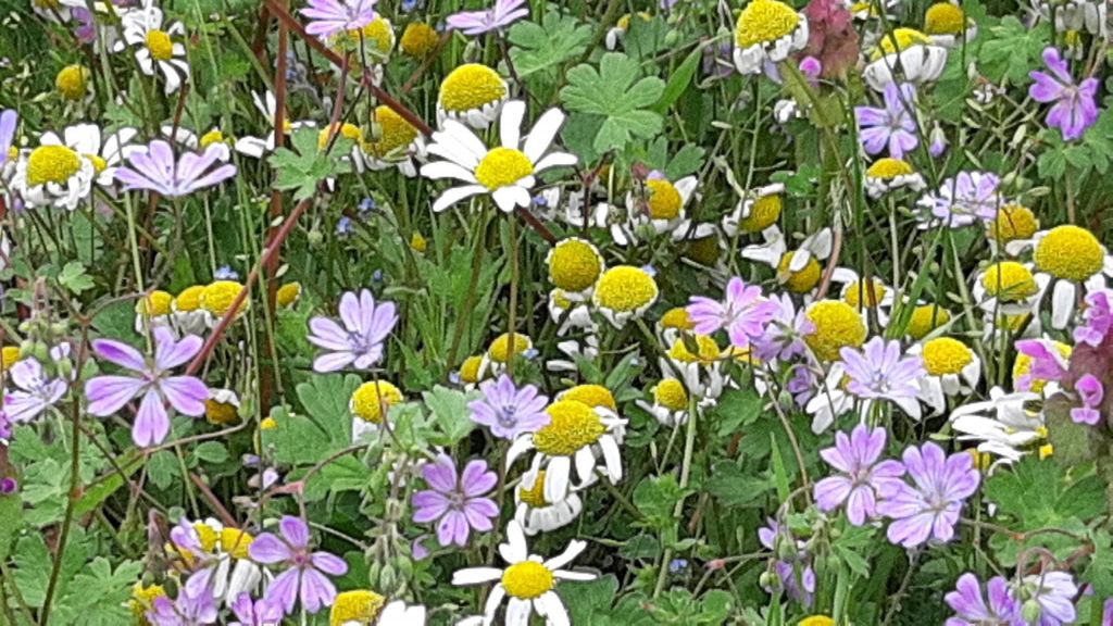 ABANT'A BAHAR GELDİ...