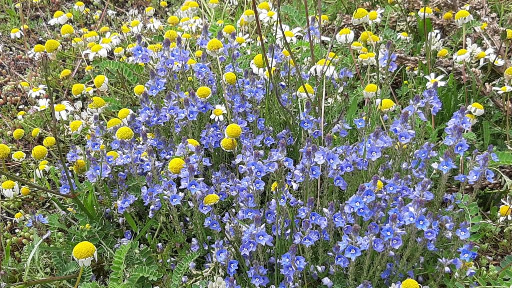 ABANT'A BAHAR GELDİ...