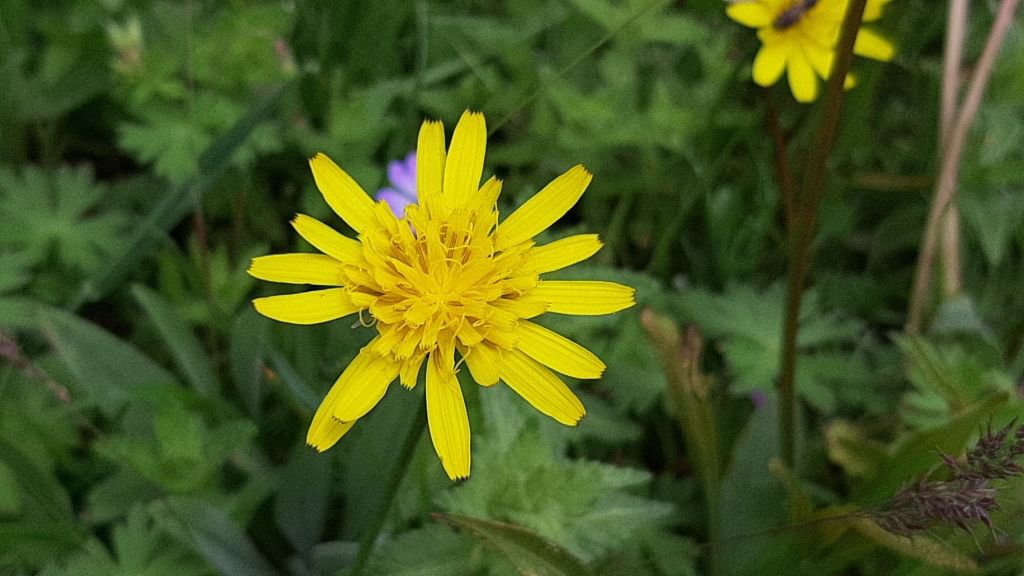 ABANT'A BAHAR GELDİ...