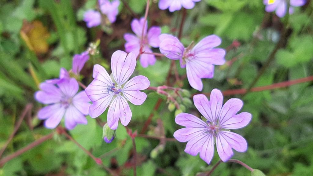 ABANT'A BAHAR GELDİ...