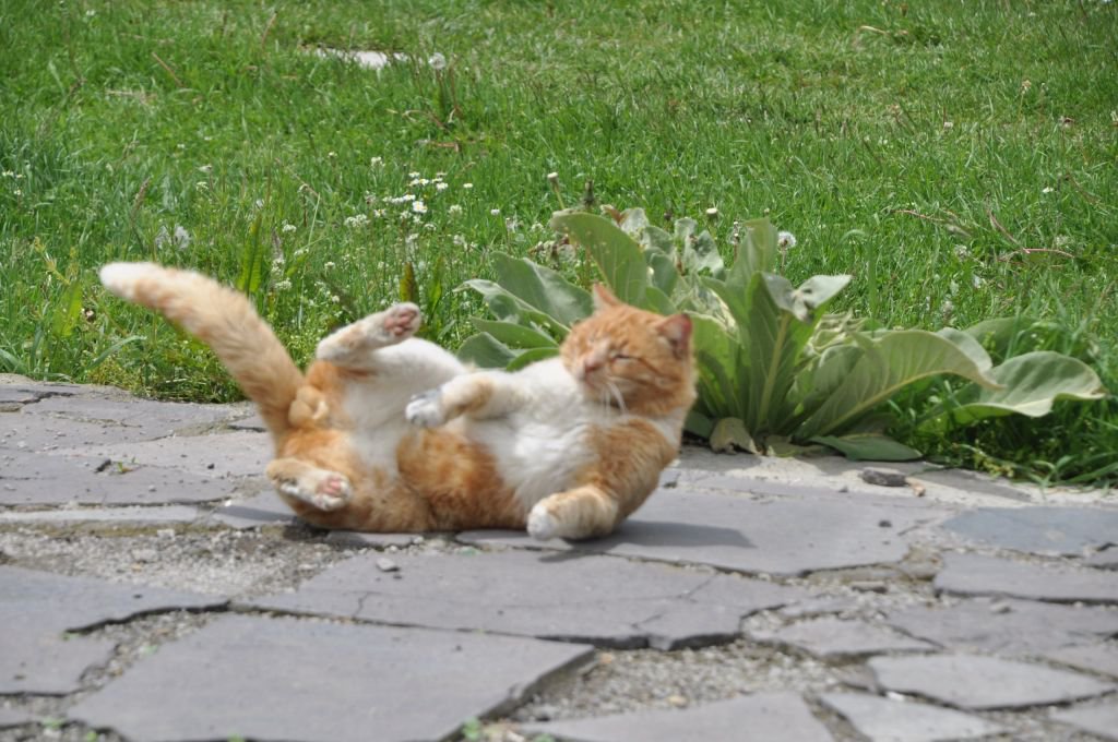 ABANT'A BAHAR GELDİ...