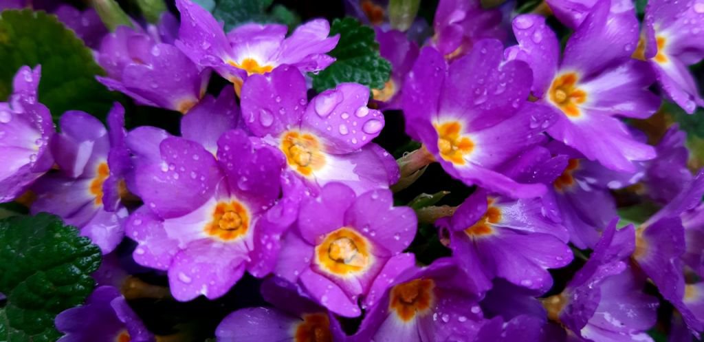 ABANT’TA ÇİĞDEMLER ÇİÇEK AÇTI