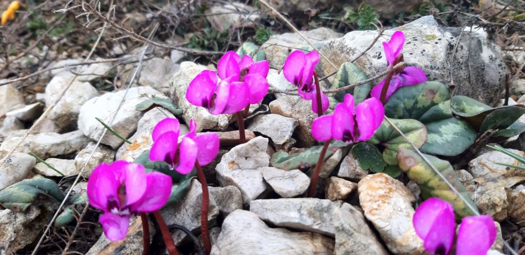 ABANT’TA ÇİĞDEMLER ÇİÇEK AÇTI