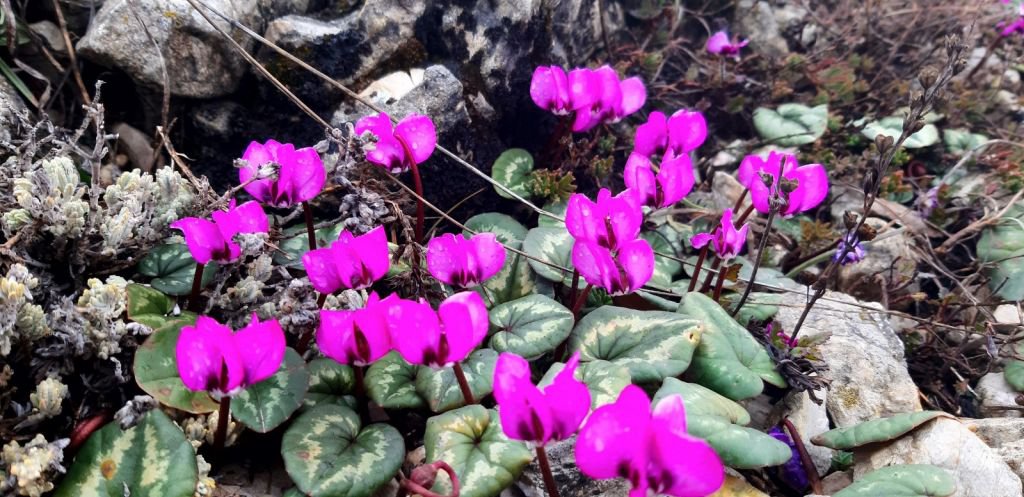 ABANT’TA ÇİĞDEMLER ÇİÇEK AÇTI