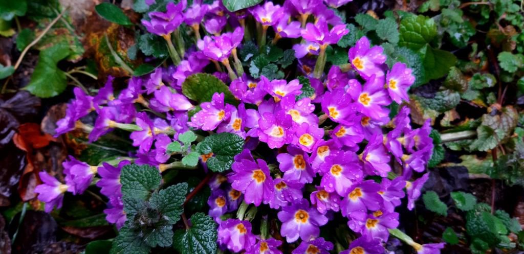 ABANT’TA ÇİĞDEMLER ÇİÇEK AÇTI