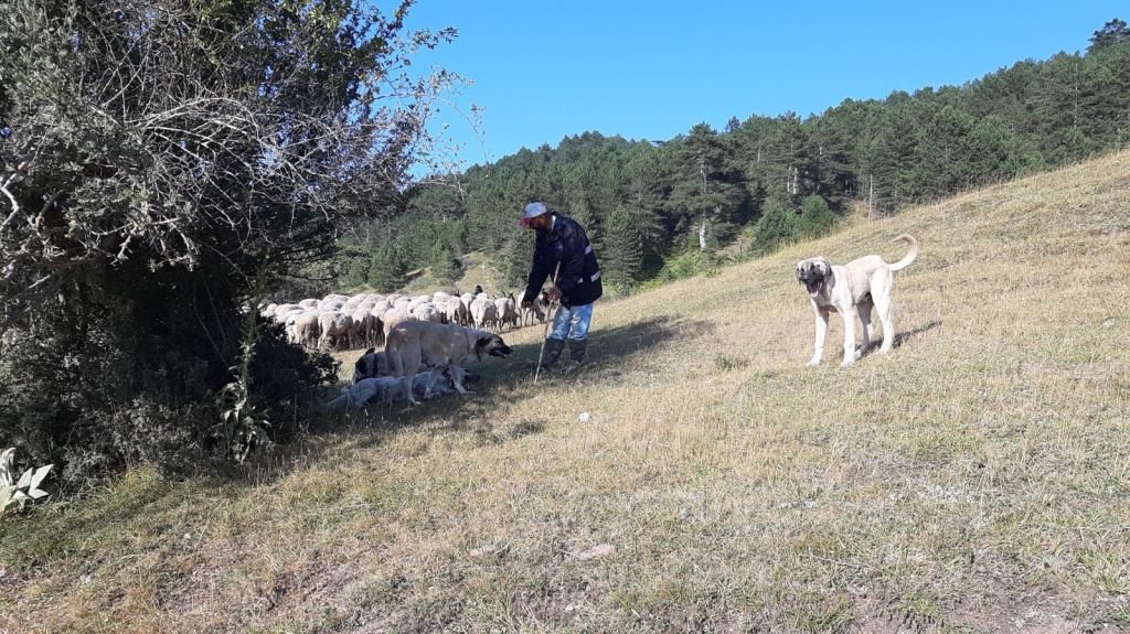 BARTIN'DAN ÇOBANLIK İÇİN BOLU'YA GELDİ