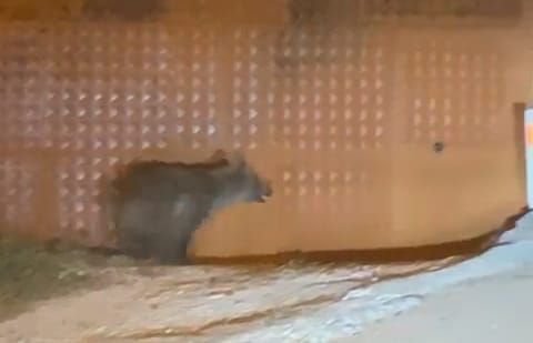 BOLU'DA AÇ KALAN AYI KÖYE İNDİ...