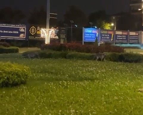 BOLU'DA AÇ KALAN TİLKİLER SOKAĞA İNDİ...