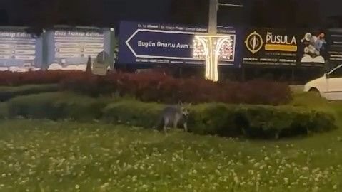 BOLU'DA AÇ KALAN TİLKİLER SOKAĞA İNDİ...