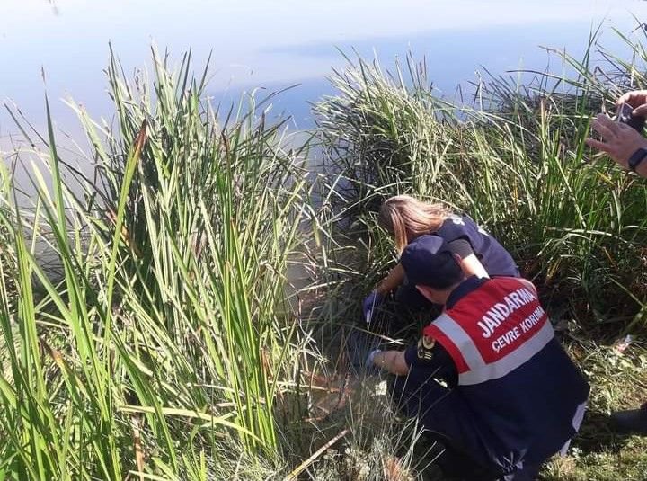 BOLU'DA O YAYLADA ÖLÜ BALIKLAR KIYIYA VURDU... İŞTE ÖLÜMLERİN NEDENİ...