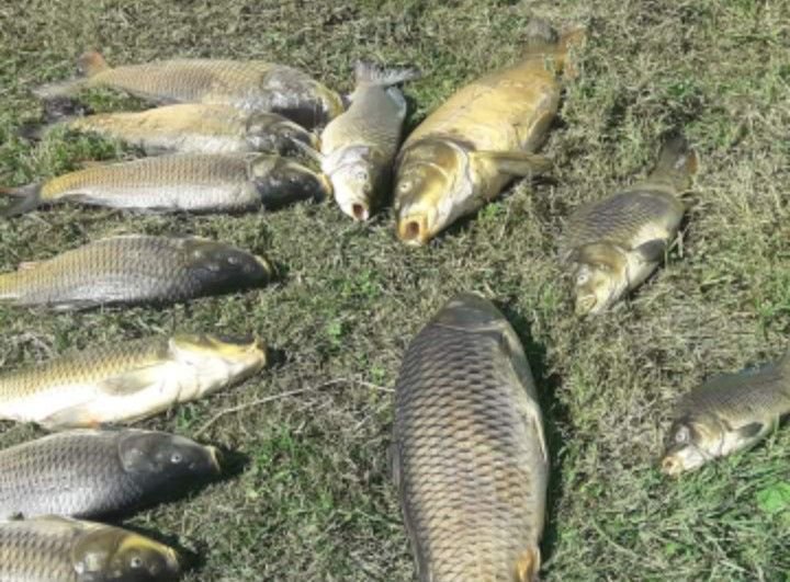 BOLU'DA O YAYLADA ÖLÜ BALIKLAR KIYIYA VURDU... İŞTE ÖLÜMLERİN NEDENİ...