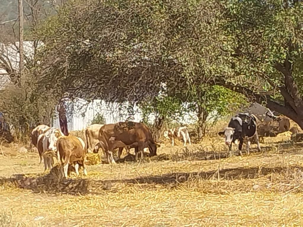 BOLU'DA SAMANLIK ALEV ALEV YANDI...