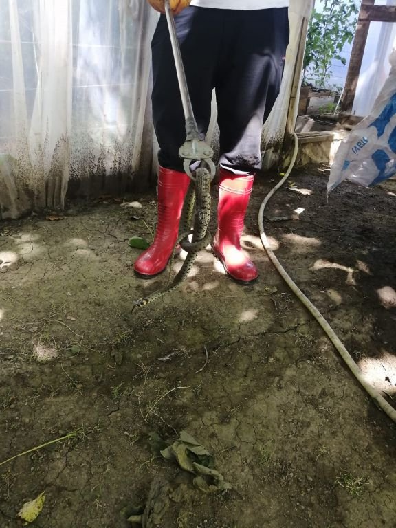 BOLU'DA SERAYA GİREN YILAN PANİK YARATTI