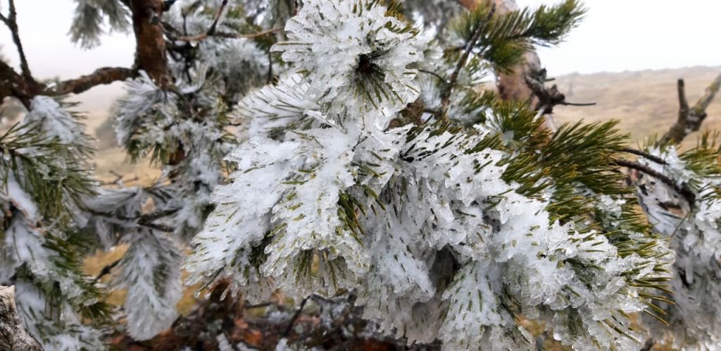ÇAM AĞAÇLARININ YAPRAKLARI BUZ TUTTU...