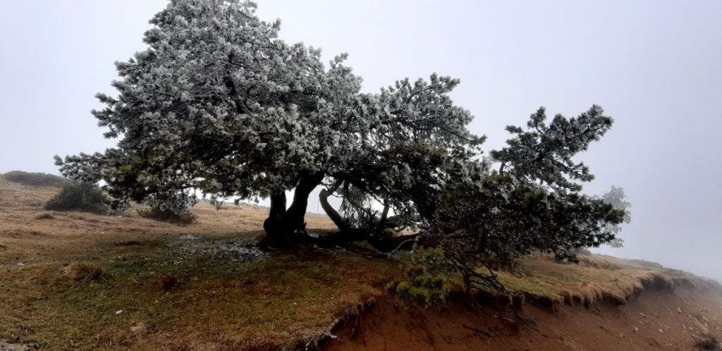 ÇAM AĞAÇLARININ YAPRAKLARI BUZ TUTTU...